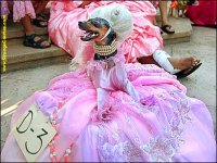 Dachshund in costume.jpg