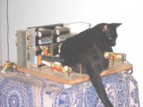 cat-amp1.jpg