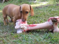 1 - big bone.jpg