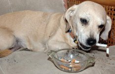 dog-cigarettes_1208440i.jpg