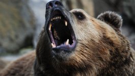 Russian bear.jpg