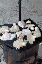IMG_0117.jpg