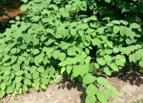 Weeds_1_a.jpg