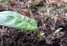 FreshSprout_1_a.jpg