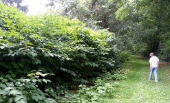 Weeds_2_a.jpg