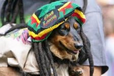 Ganja Dachshund.jpg