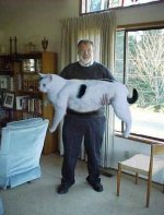 bigkitty.jpg