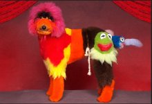 poodle.jpg