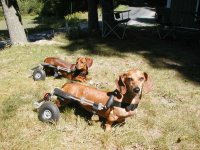Dachshund - Cart.jpg