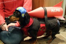 1 - wile-e-coyote-dog-costume.jpg