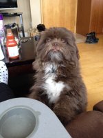 WOOKIE PET.jpg