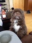 WOOKIE PET.jpg