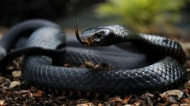 Black Mamba.png