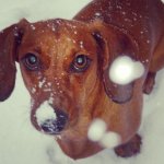 dachshund in snow.jpg