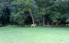 Deer_1_a.jpg