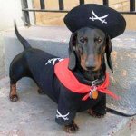Dachshund - Pirate.jpg