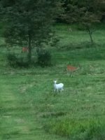 AlbinoDeer.jpg