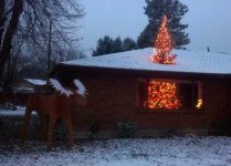 Christmas Tree.jpg
