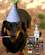 Happy New Year Dachshund - Before.jpg
