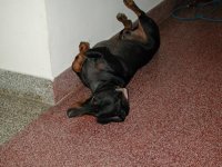 Happy new Years Dachshund - after.jpg