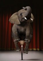 elephant-on-bike.jpg