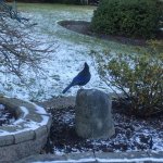blue jay.jpg
