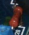 iv res.jpg