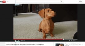 Dachshund tricks on youtube.jpg