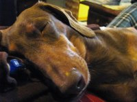 Mia asleep on Daddys Chest - Dachshunds 2013 - 24 March 001.jpg