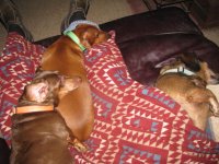 Mia Katie and Buddy 2014 11 18.jpg