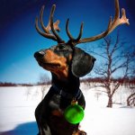 weindeer.jpg