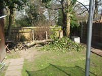 Tree 001.jpg