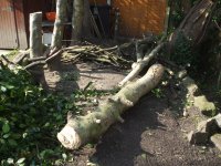 Tree 002.jpg