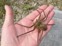 Huntsman.jpg Huntsman.jpg