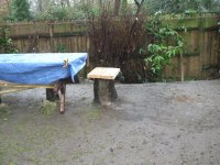 Tree 009.jpg