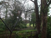 Tree 010.jpg