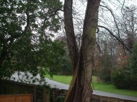 Tree 011.jpg
