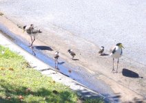 2005_1206ploverchicks0010.jpg