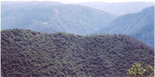 foresthillca.jpg