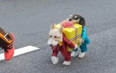 chien.jpg