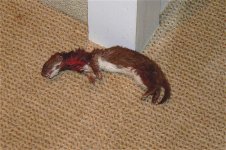 Weasel copy.jpg
