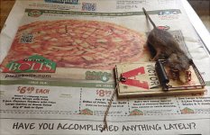mouse.JPG