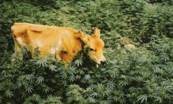 cowcannabis.jpg