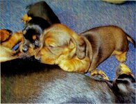 pups copy.jpg
