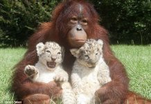 babysitter.jpg