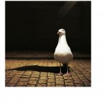 JL'GULL.jpg