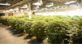 indoor-grow.jpg