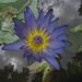 water_lily.jpg
