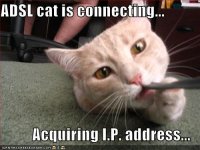 Cat-CatChewingCableASDLCatIsConnect[1].jpg
