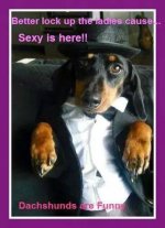 Dachshund - Tux.jpg